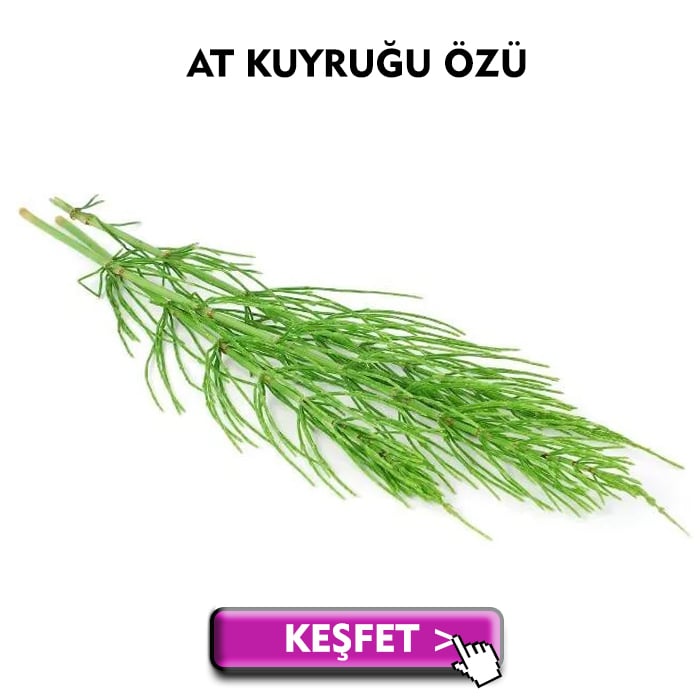 at kuyruğu özü